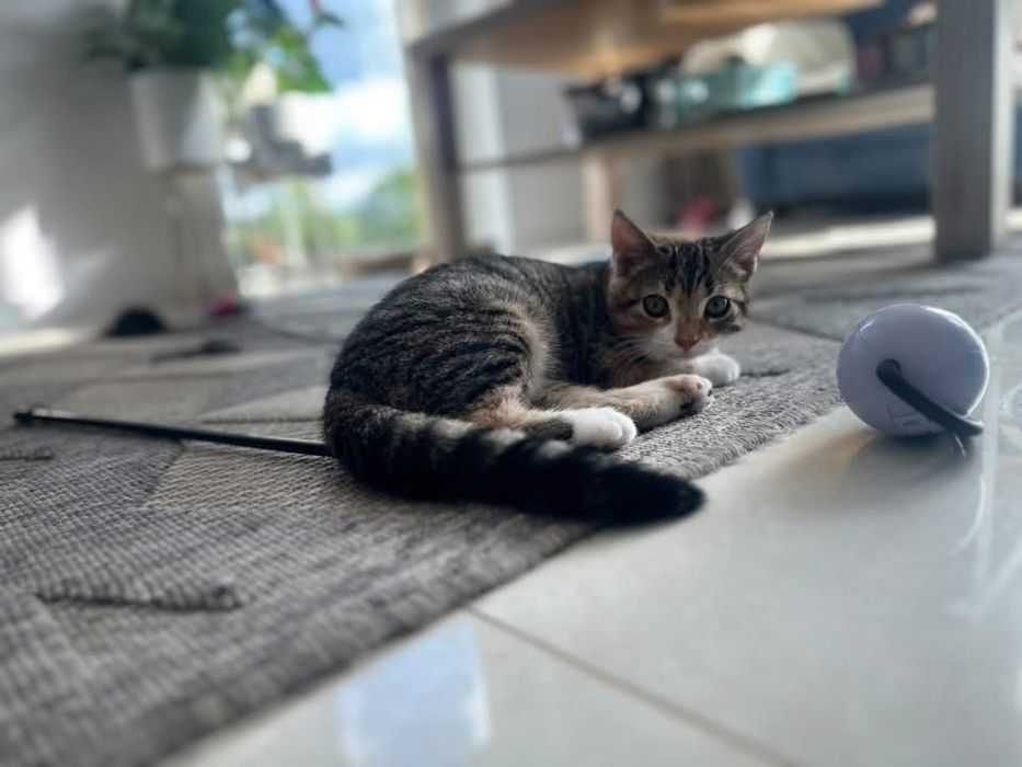 Marzenka - kotka do adopcji!