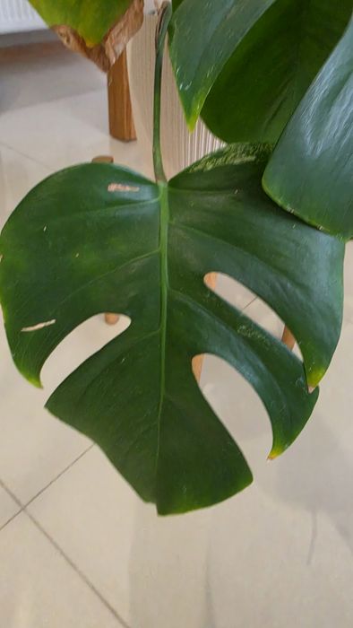 Monstera variegata