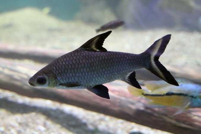 MISIEKZOO Brzanki - Brzanka Rekinia