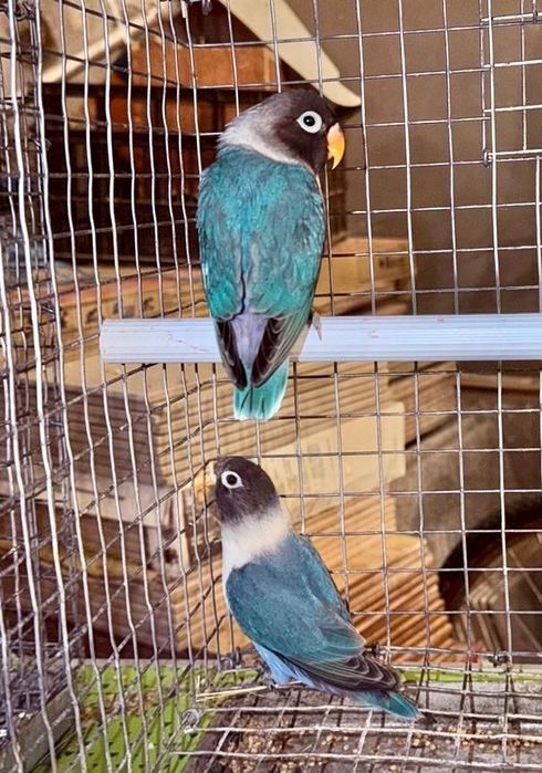 Agapórnis fêmea azul personatus disponivel