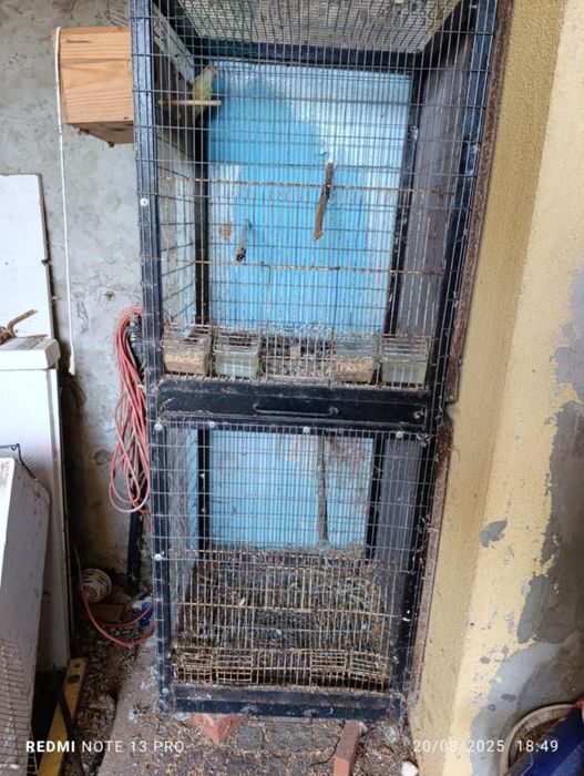 Agapórnis agapone macho