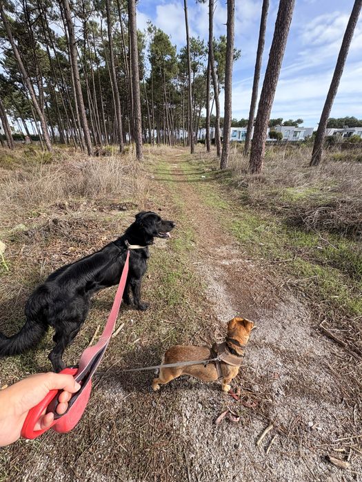 Serviço de Pet-sitting