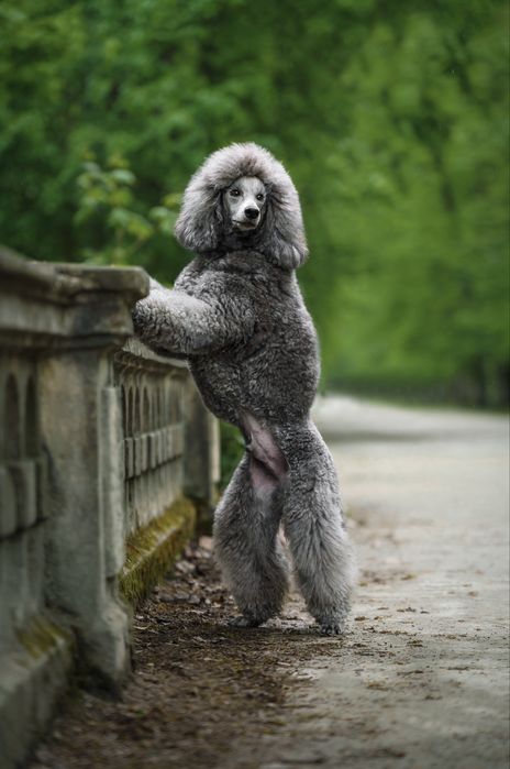 Pudel Średni Srebrny/Szary ZKwP FCI