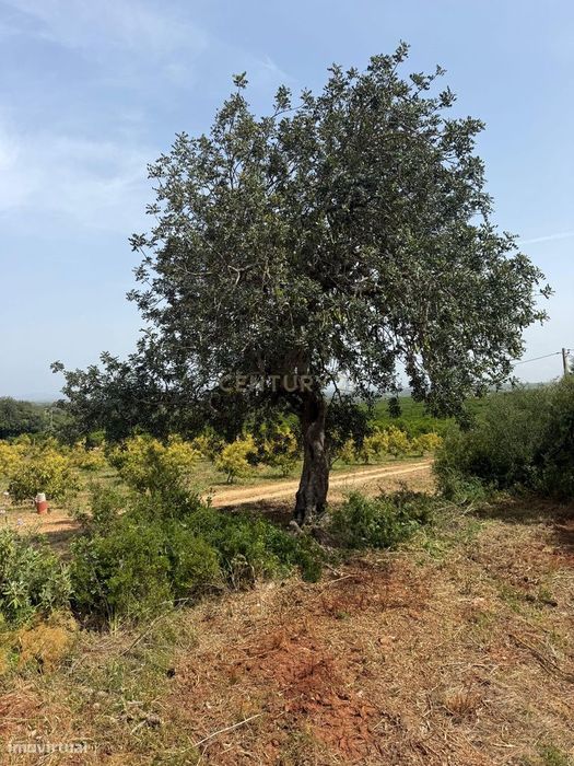 Terreno rústico plano na Franqueira, Ecelente acesso — Algoz E Tunes, Faro