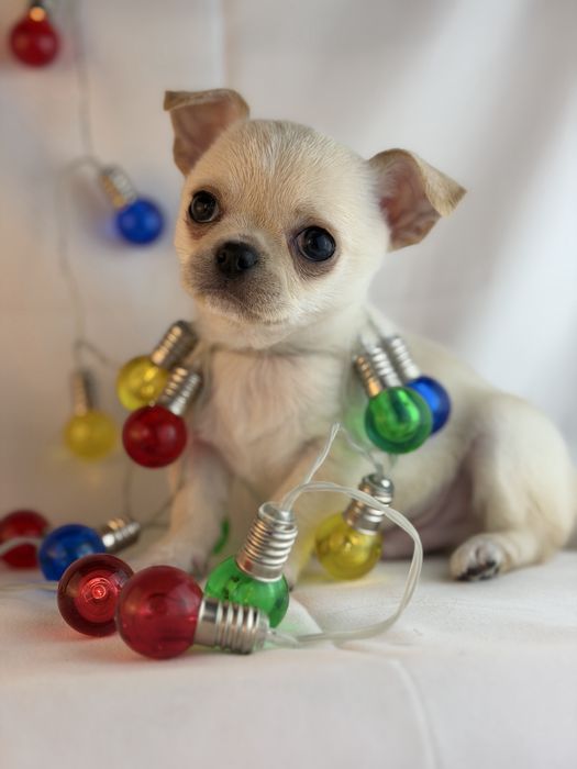 chihuahua macho branco pelo curto