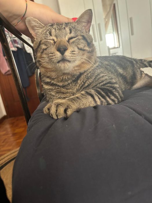 Gatinho para adoção responsável
