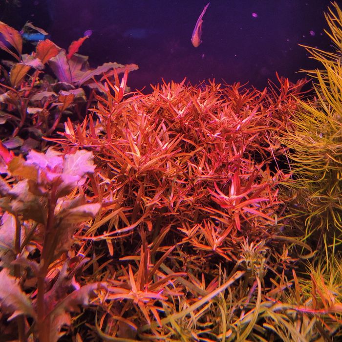 Ludwigia mini super red