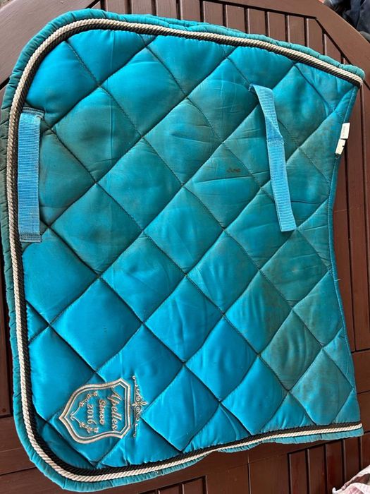 Czaprak Apelles Since 2016