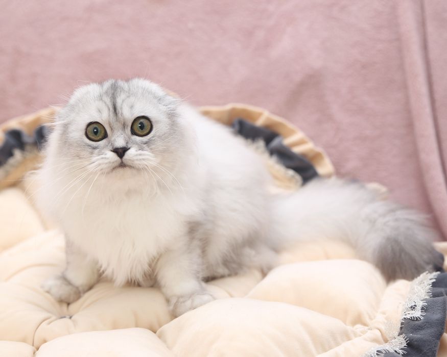 Шотландские котята в окрасе черная серебристая шиншилла