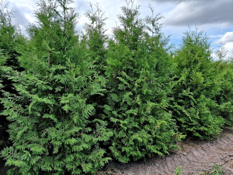 Tuja Smaragd 220-260 cm i inne thuja Szmaragd żywopłot Transport