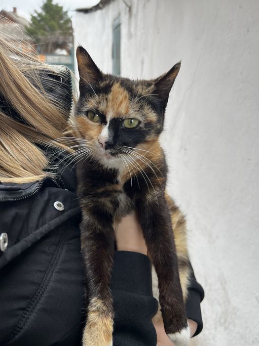 Віддам кошенят у добрі руки