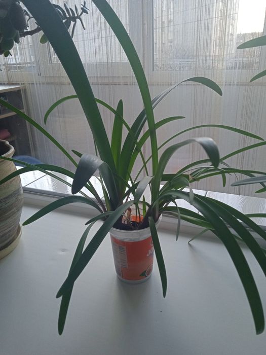 Амариліс Amarylis