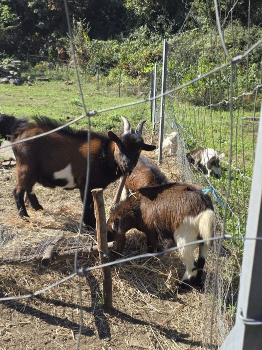 Cabras e cabritos anões