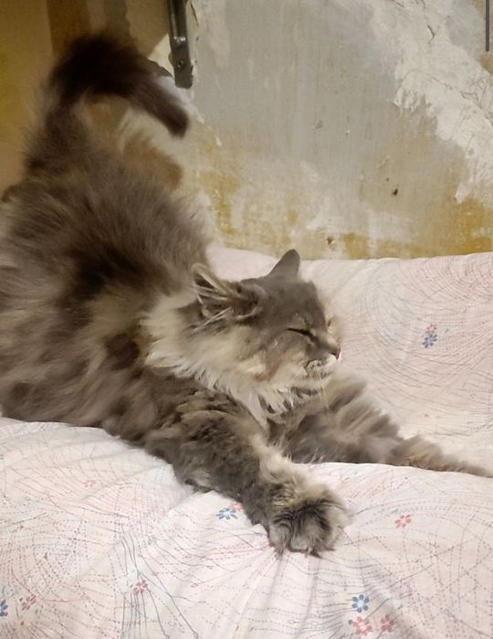 Молоденька, неймовірно красива та пухнаста кішечка шукає люблячу сім’ю