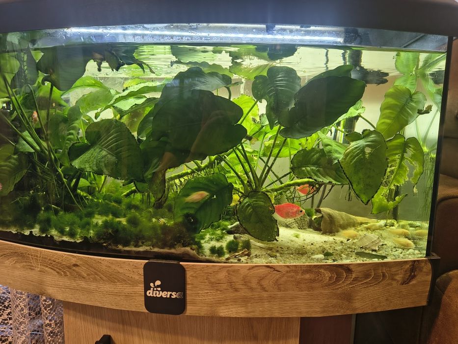 Akwarium 35l z szawką i rybkami