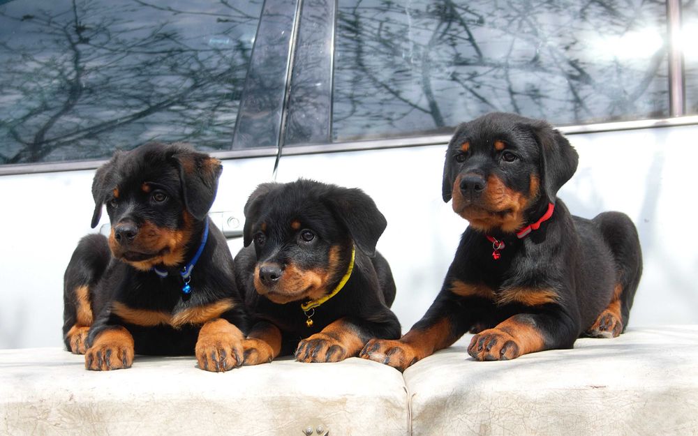 Ротвейлер щенки.