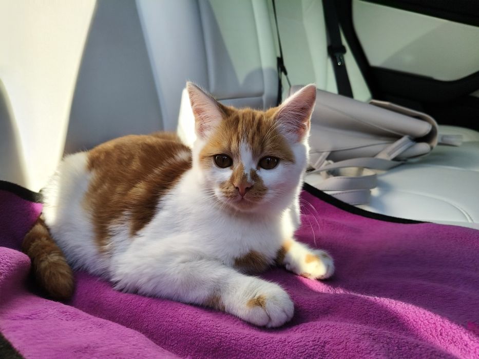 Котик, кошеня, хлопчик