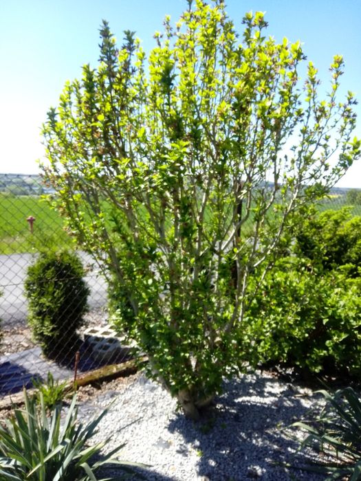 Sadzonki hibiskusa (małe)