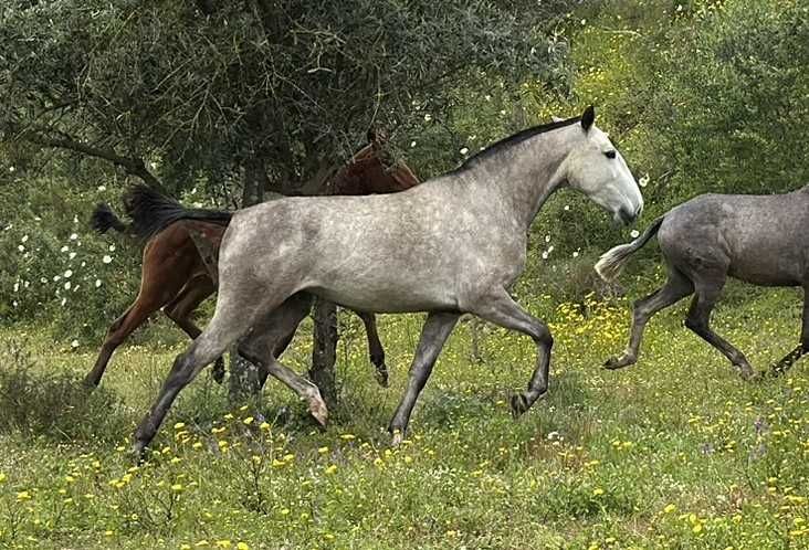Égua Lusitana com 4 anos filha do Morante SS