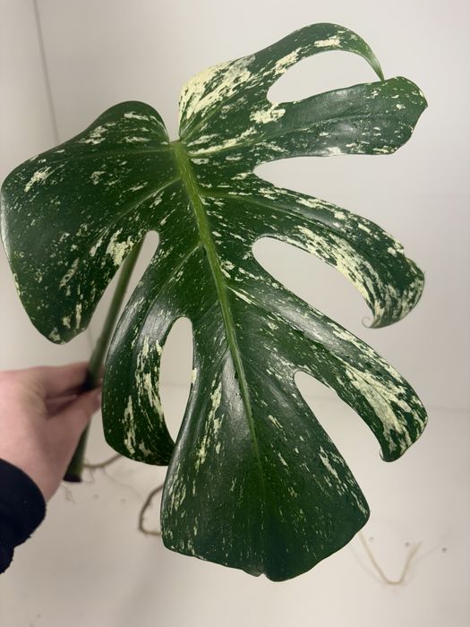 Monstera mint ukorzeniona pędówka