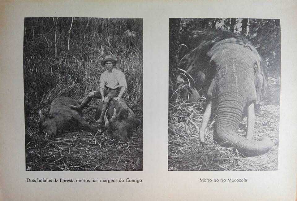 ÁFRICA VIVIDA - Memórias de um caçador de elefantes, de João Teixeira Vasconcelos