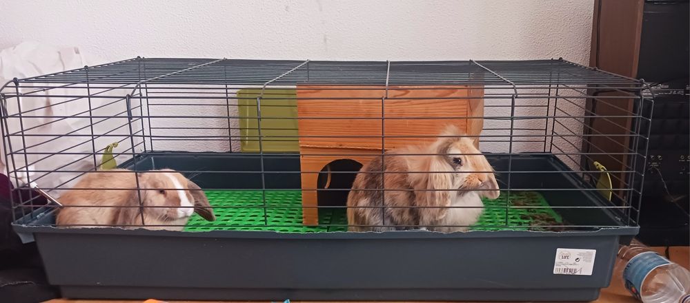 Casal coelhos anões + Gaiola Grande