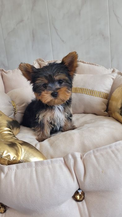 Yorkshire terrier maleńki  piesek z wyprawką