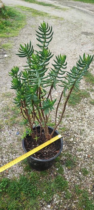Planta suculenta