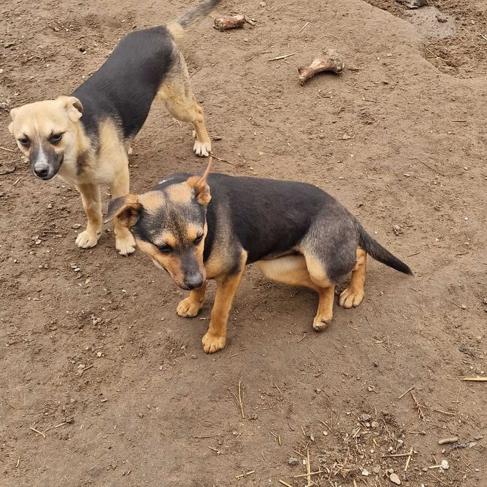 Roczne suczki do adopcji.