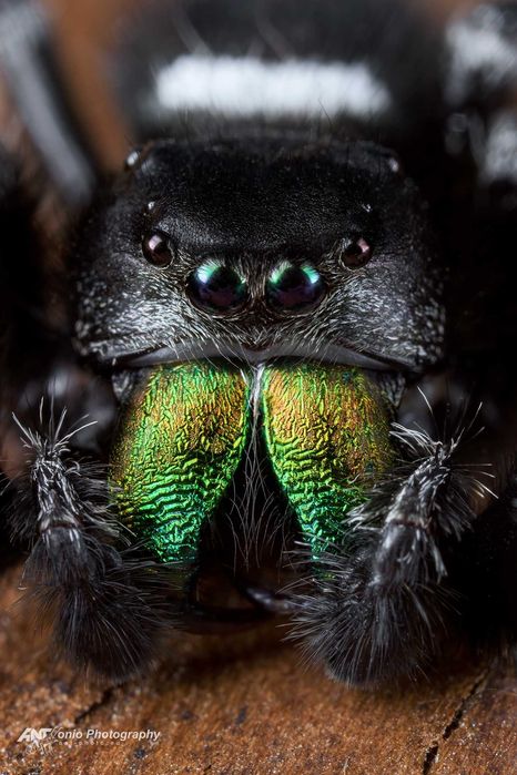 Skakun Phidippus regius Everglades L2/3