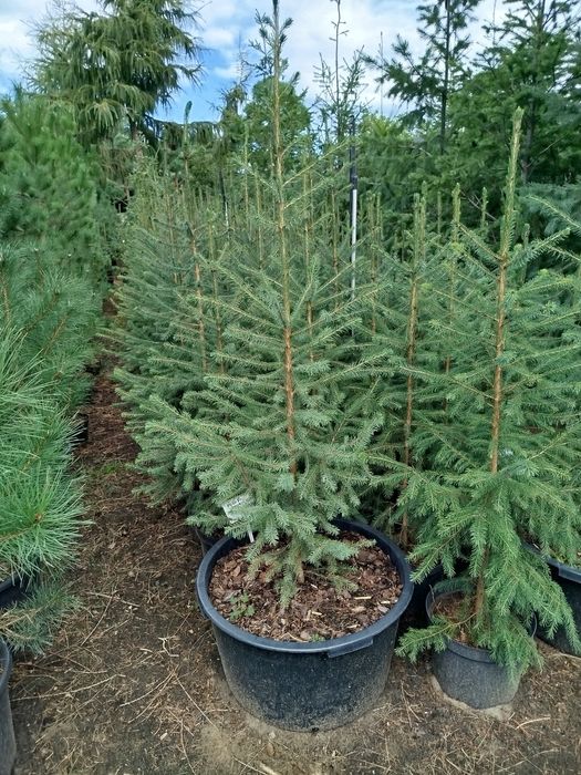 Drzewka ozdobne (iglaki) -świerki,sosny,modrzewie