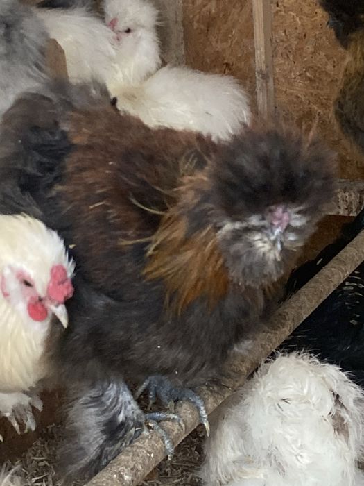 Koguty silki - nadwyżka