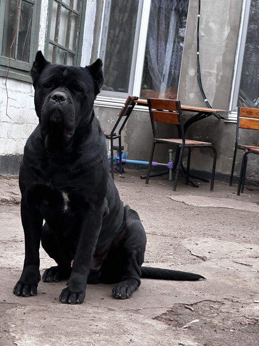 Цуценята Кане Корсо Одеса