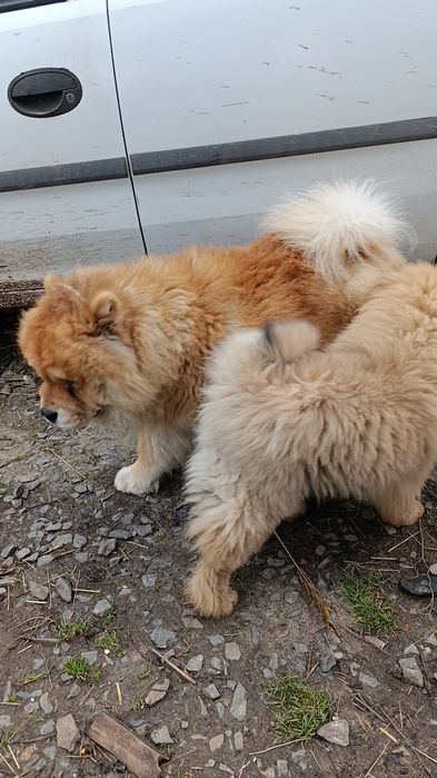 Чаушки мальчики породи Чау -чау