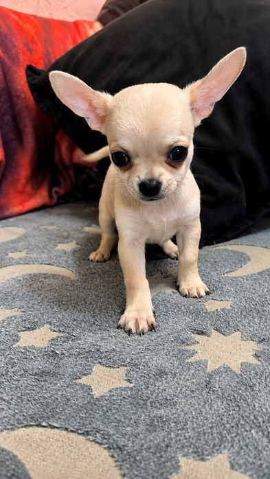 Chihuahua miniatura