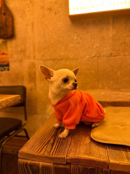 Кабель чихуахуа