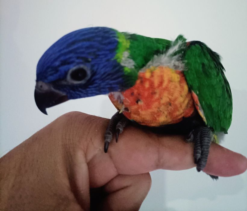 Aves criadas à mão