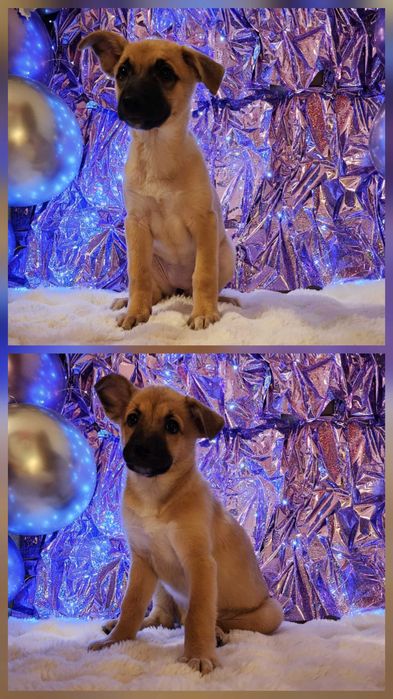 Цуценята в добрі руки