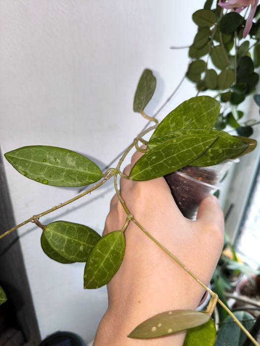 Хойа еліптіка сплеш