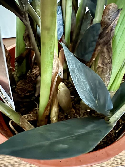 Zamioculcas Raven w brązowej doniczce
