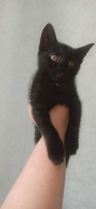 Кошенята шукають дім