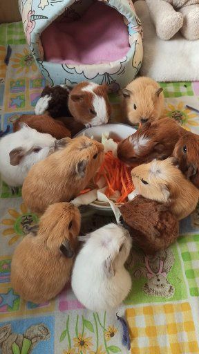 Морская свинка. Мурчаки. Морська свинка.