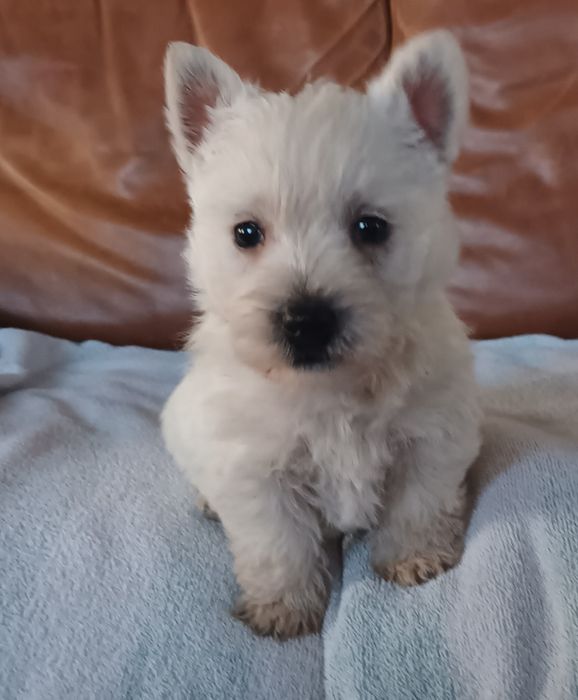 West highland white terrier piesek