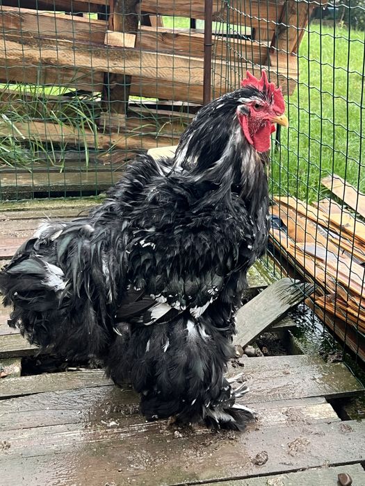 Півні кохінхін мраморний