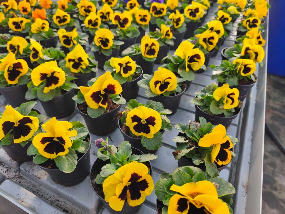 Bratki wielkokwiatowe i drobnokwiatowe