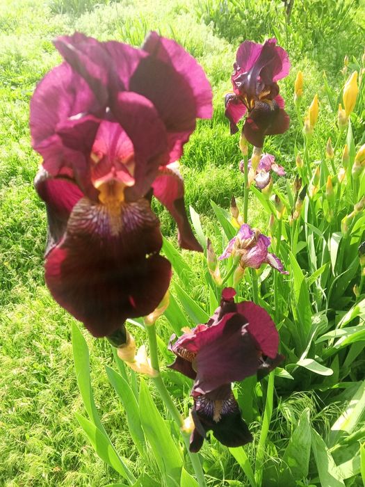 Продам півники,, барвінок ,піони ,саджанці клубники5 фото