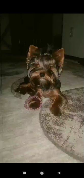 Шукаємо дівчинку для в'язки . Міні Йорк .