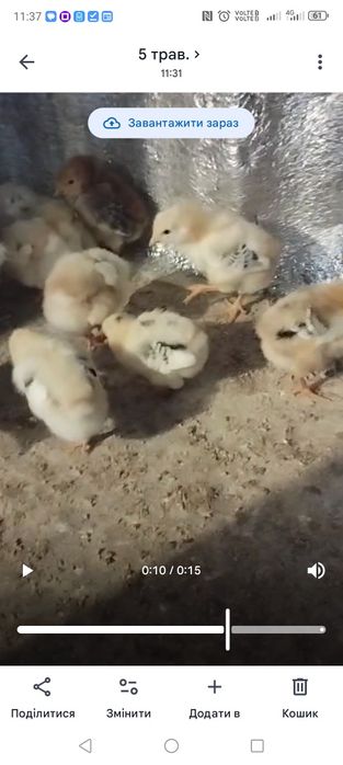 В продажі циплята лівеньська ситсева