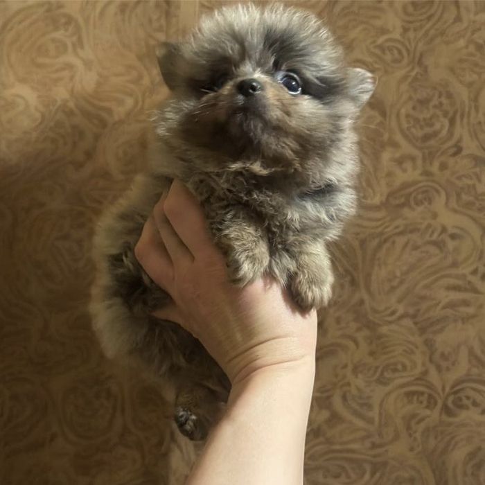 Мальчишка померанский шпиц