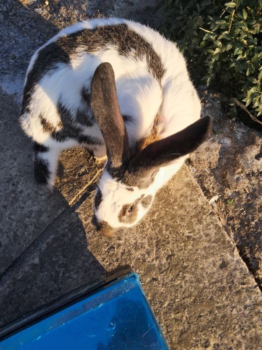 Чистокровні.строкачі